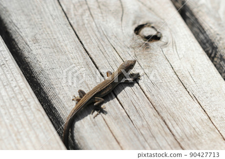 Lizards on the bench 90427713