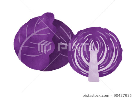 紫甘藍 90427955