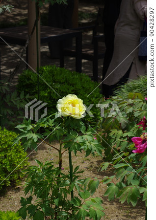 淡黃色的牡丹花。牡丹是一朵富貴的花 淡黃色的牡丹花。牡丹是一朵富貴的花 90428297