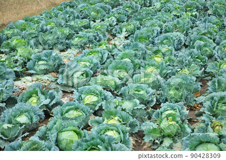 Silk Road Turkey Aras River Bridge Huge cabbage field 90428309