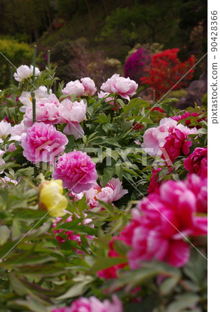 Bright pink peony flowers. Peony is a rich flower Bright pink peony flowers. Peony is a rich flower 90428366