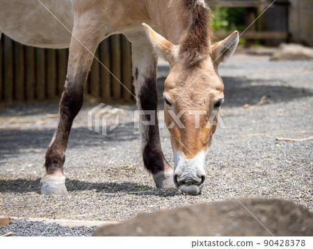 普氏野馬。 90428378