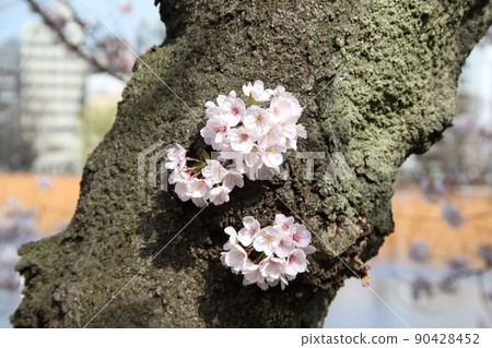 Blooming cherry tree 90428452