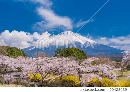 Shizuoka Prefecture) Sakura and Mt. Fuji in - Stock Photo
