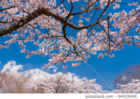 (Shizuoka Prefecture) Sakura and Mt. Fuji in full bloom 90428499