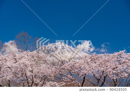 (靜岡縣)櫻花和富士山盛開 (靜岡縣)櫻花和富士山盛開 90428505
