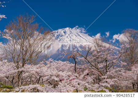 （靜岡縣）櫻花和富士山盛開 90428517