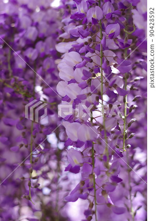 "Spraying" wisteria flowers with a noble impression of purple and white 90428592