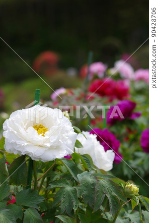 White peony flower. Peony is a rich flower White peony flower. Peony is a rich flower 90428706