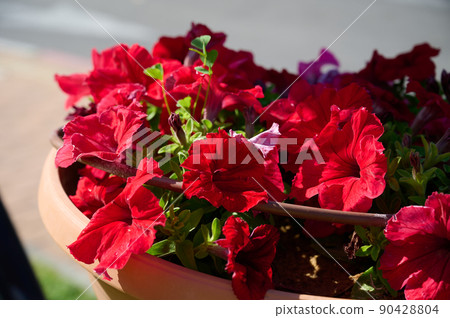 Colorful petunia flowers close up. Petunia plant with red flowers. Red Petunia flowers in the garden. Closeup Petunia flowers. 90428804