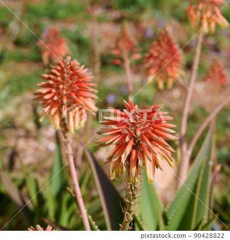 Krantz aloe arborescens or candelabra aloe bloom in a winter garden 90428822