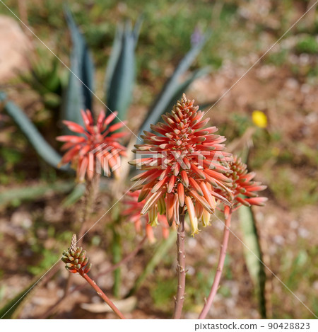 Krantz aloe arborescens or candelabra aloe bloom in a winter garden Krantz aloe arborescens or candelabra aloe bloom in a winter garden 90428823