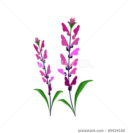Pink Sage Flowers or Salvia Sclarea Flower 90429188
