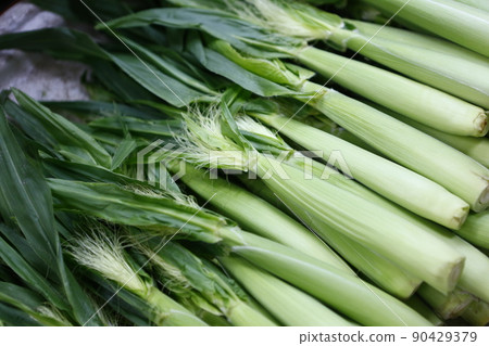 Corn shoots 90429379