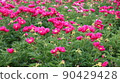 Scenery of a peony plant in the countryside of Hongseong-gun 90429428