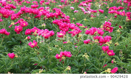 Scenery of a peony plant in the countryside of Hongseong-gun 90429428
