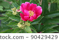 Scenery of a peony plant in the countryside of Hongseong-gun 90429429