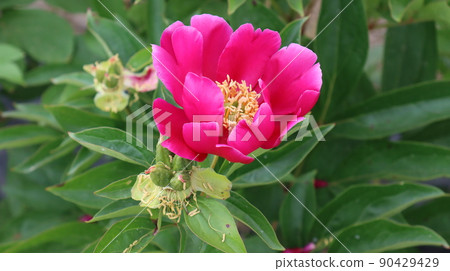 Scenery of a peony plant in the countryside of Hongseong-gun Scenery of a peony plant in the countryside of Hongseong-gun 90429429