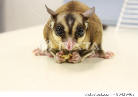 拿著膳食的糖滑翔機 拿著膳食的糖滑翔機 90429462