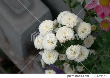 Chrysanthemums (flower arrangement) offered at a general grave visit 90429545
