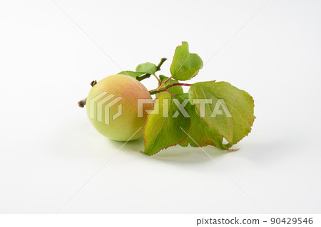 白色背景的李子果實 90429546