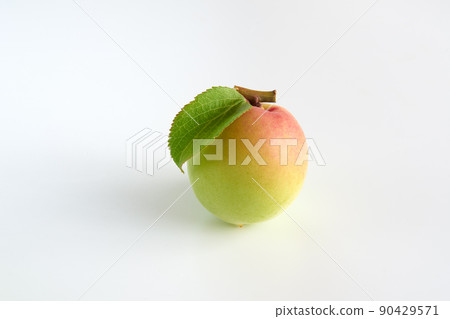 白色背景的李子果實 90429571