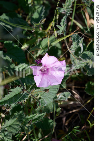 Mallow-leaved bindweed Convolvulus althaeoides. Pink flower. In the park. Mallow-leaved bindweed Convolvulus althaeoides. Pink flower. In the park. 90429738