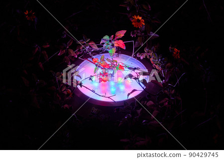 illumination of plants and trees at night in the park. LED lights. 90429745