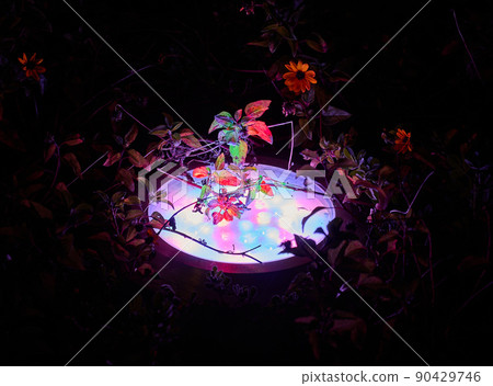 illumination of plants and trees at night in the park. LED lights. 90429746