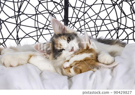 Kittens in basket on white background Kittens in basket on white background 90429827