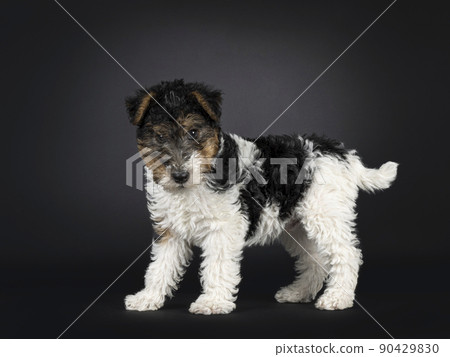 Fox terrier pup on black background 90429830
