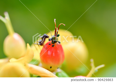 An ant 90429863