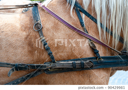 Close up of horse drawn carriage tack 90429981