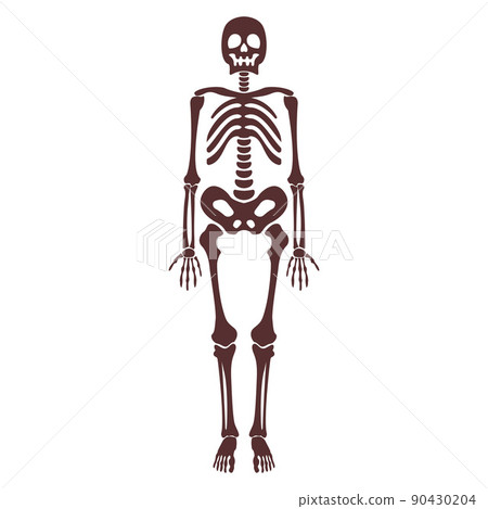 Cartoon brown human skeleton vector isolated object Cartoon brown human skeleton vector isolated object 90430204