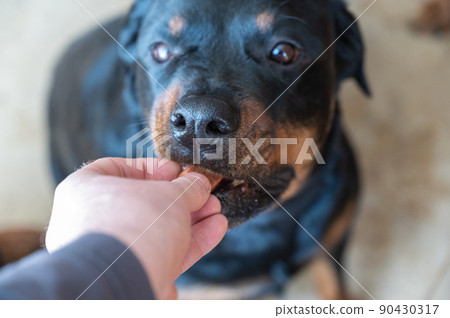 A man feeds a chewable tablet to fleas and ticks to his pet. A veterinary drug for oral use is placed by hand into the open mouth of a female Rottweiler. Close-up. Selective focus. A man feeds a chewable tablet to fleas and ticks to his pet. A veterinary drug for oral use is placed by hand into the open mouth of a female Rottweiler. Close-up. Selective focus. 90430317
