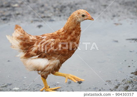 Middle chick girl enjoying after the rain 90430357