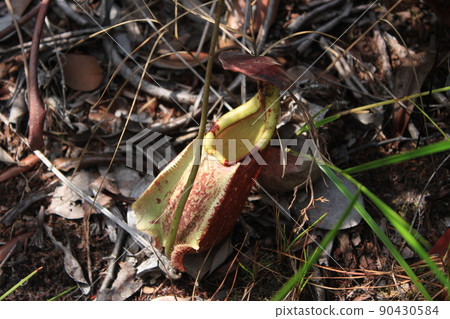 Ground-type Nepenthes 90430584