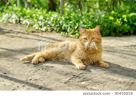 Large adult red shorthair cat lying resting outdoor, rustic view Large adult red shorthair cat lying resting outdoor, rustic view 90430858