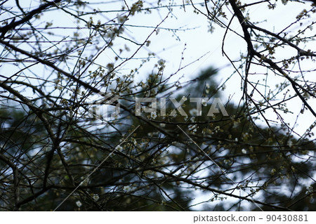 梅花 梅花 90430881