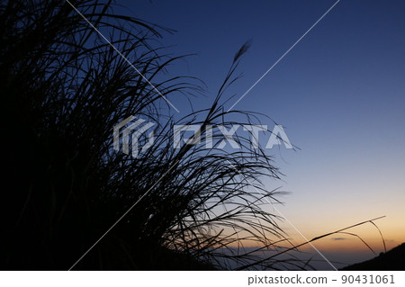 芒草 芒草 90431061