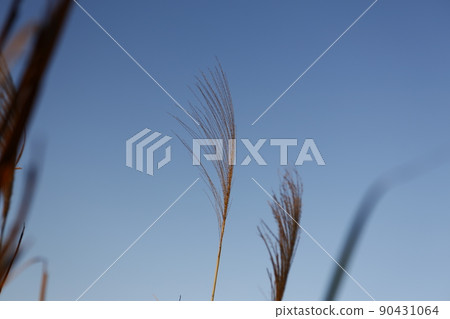 芒草 90431064