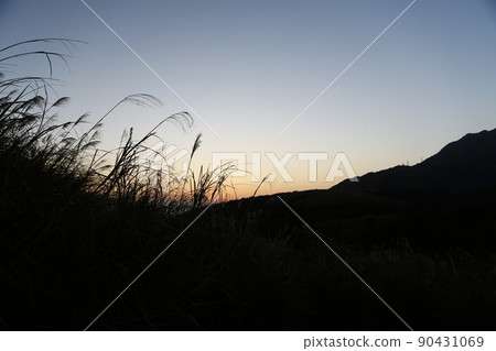 芒草 芒草 90431069