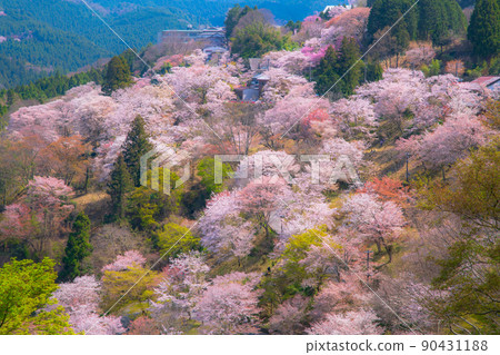 Nara Yoshinoyama Shimosenbon Nara Yoshinoyama Shimosenbon 90431188