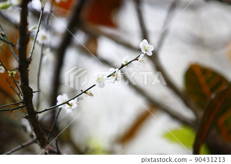Plum blossoms Plum blossoms 90431213