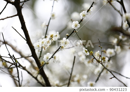 梅花 梅花 90431223