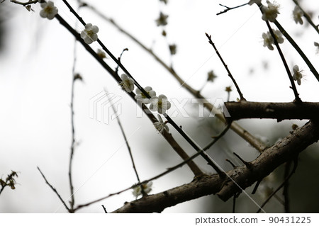 Plum blossoms Plum blossoms 90431225