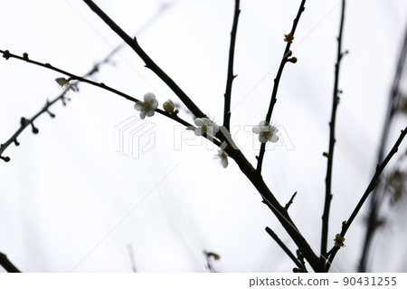 Plum blossoms Plum blossoms 90431255