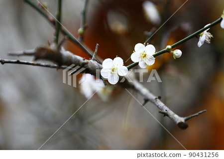 Plum blossoms Plum blossoms 90431256