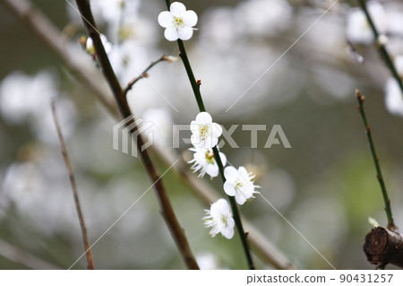 Plum blossoms 90431257