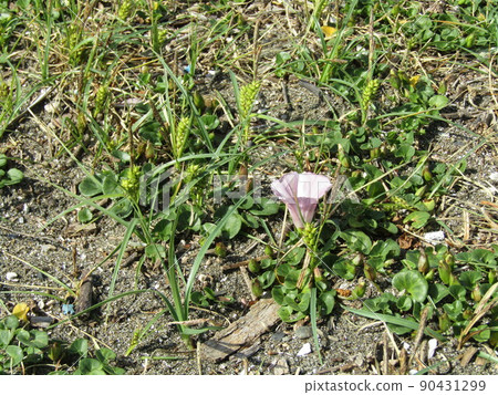 Pink flowers of bindweed on the beach of the spring inspection river 90431299